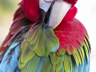 Macaw preening feathers