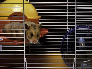 Syrian hamster in commercial cage
