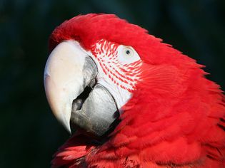 Macaw bird eye pinning