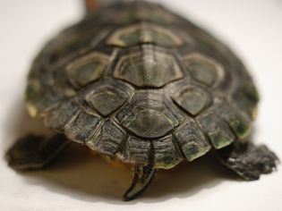 Female red-eared slider backside and tail
