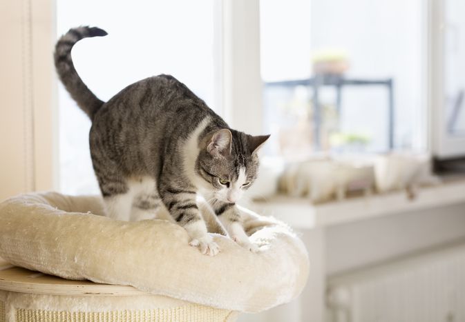 Tabby cat kneading a white cat bed. 