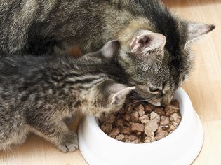 Mother cat and kitten eating food from a bowl