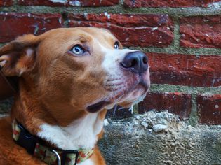 Dog in front of brick wall staring.