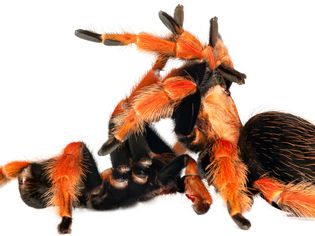 Mexican Red-Knee tarantulas mating.