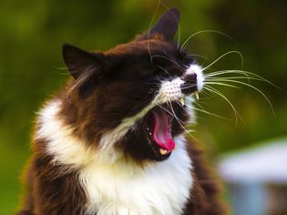 cat sneezing