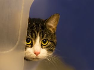 Scared cat hiding around a corner.