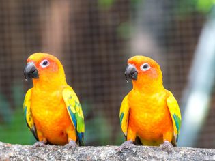 Two sun conures on a branch