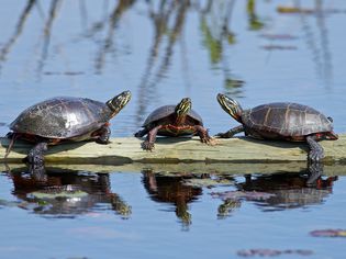 Painted turtles on a log in a pond