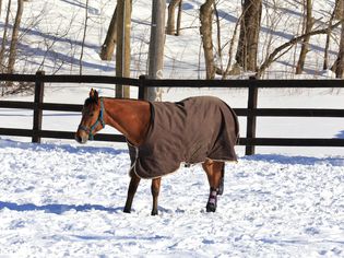 horse wearing blanket in winter field