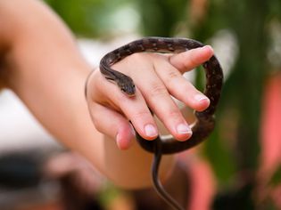 Portrait Of Snake On Womans Hand