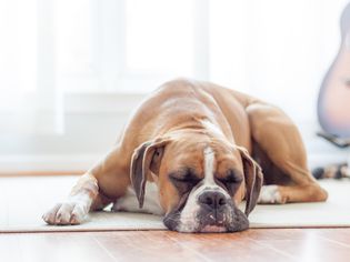A fawn boxer dog sleeping on the floor.