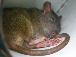 Rat laying down curled up