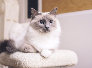 A white fluffy cat with grey markings on its tail, ears, and face sitting on a white cat tree.
