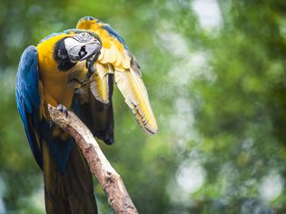 A blue-yellow macaw scratching itself