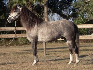 Peruvian Paso Horse standing in a headcollar