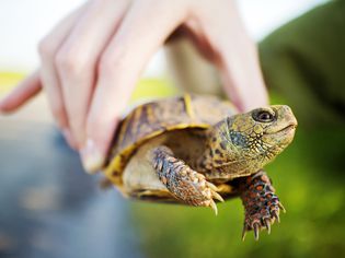 Box turtle held by a hand