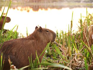 Close up of capybaras in grass by water