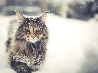 A long-haired Norwegian Forest Cat walking in the snow.