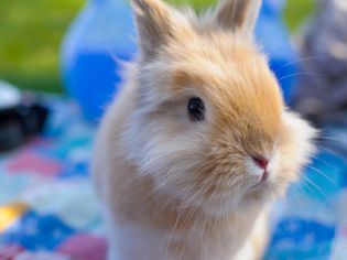 Close up of a dwarf rabbit