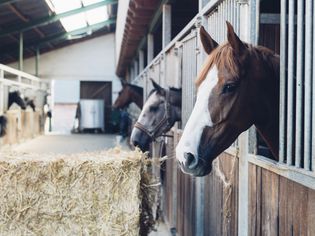 Several horses in their stable