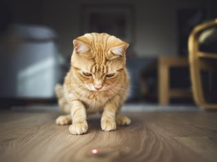 Ginger cat starting at red laser dot on wood floor.