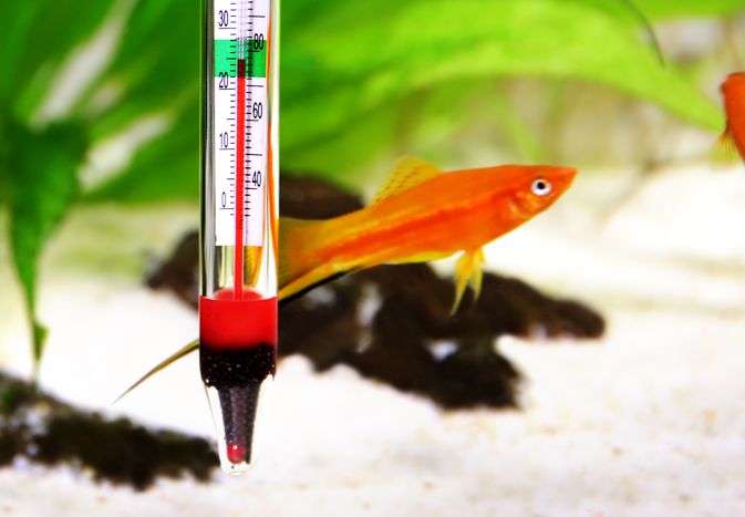 aquarium thermometers