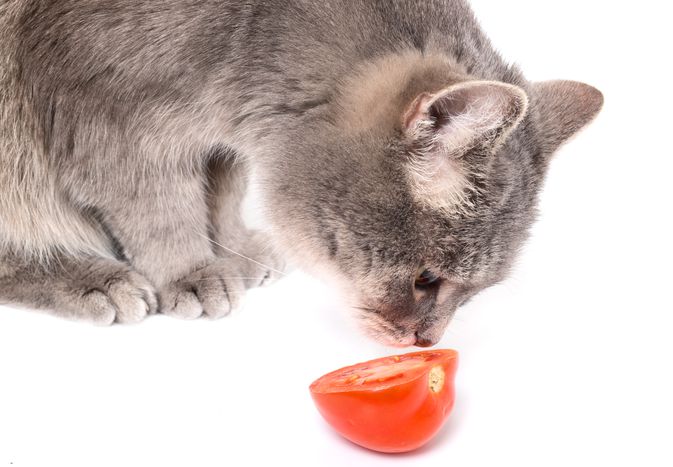 cat sniffing tomato