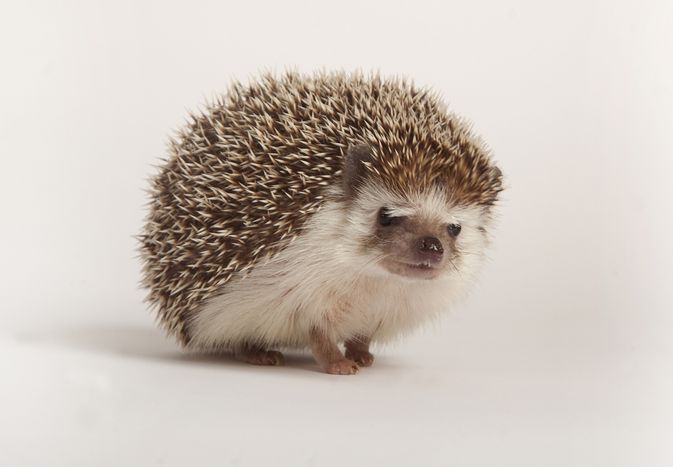 African pygmy hedgehog on white background