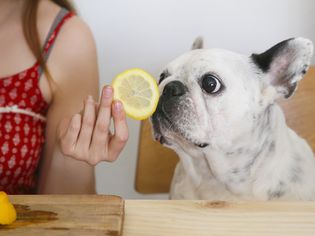 dog smelling lemon wedge
