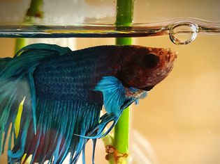 Close-Up Of Siamese Fighting Fish In Tank
