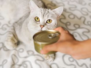 Gray shorthair cat and food can