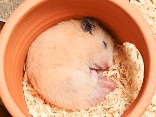 Syrian hamster sleeping in a clay pot.