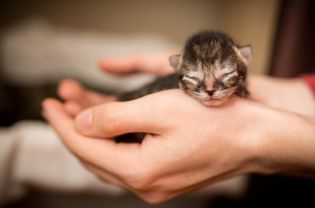 A newborn kitten