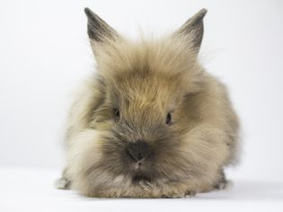 Small rabbit on white background