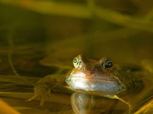 Close-up of frog in a pond