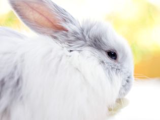 Profile of a medium hair grey and white rabbit