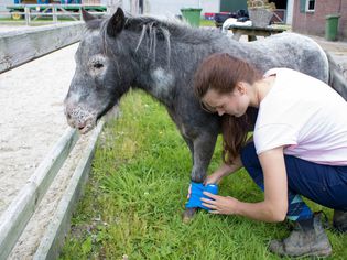 Full Length Of Young Woman Applying Bandage To Injured Pony On Field
