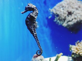 Common seahorse in watter