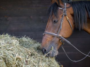 Horse eating hay
