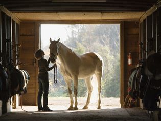 Stable hand grooms a white horse