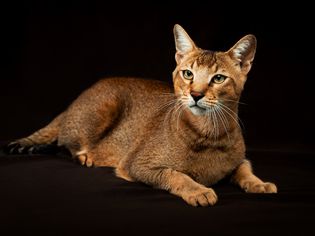Chausie Cat
