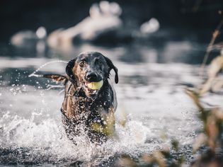 Labrador retriever in water