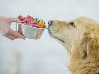 Golden Retriever being offered bowl with raw meat and chopped carrots and cucumbers. 