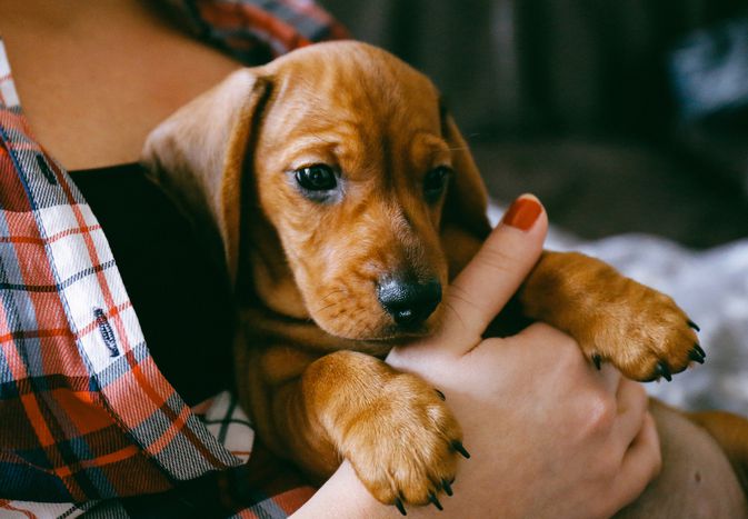 Dachshund puppy in owners arms