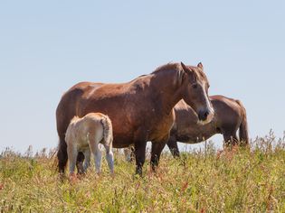 Breton mare and foal grazing in a field