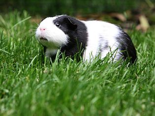 Guinea pig playing outside
