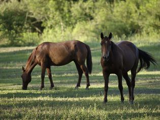 Two horses in a shady pasture.