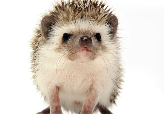 Hedgehog looking at the camera on a white background.
