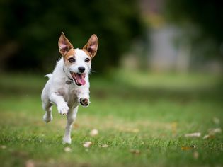 dog happy and running in grass
