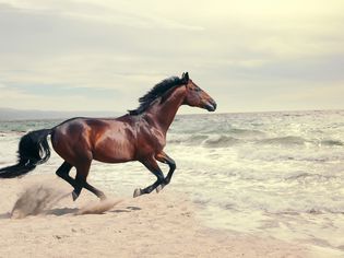 Horse running into water